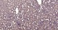 Calmodulin 1 Recombinant Rabbit mAb